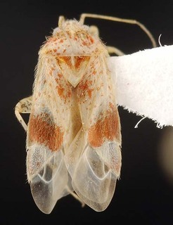 Wallabicoris trymalii, AMNH PBI00087118
