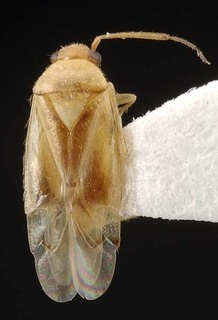 Xiphoidellus pallidus, AMNH PBI00087094