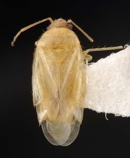 Xiphoidellus pallidus, AMNH PBI00087095