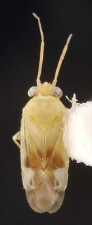 Exocarpocoris praegracilis, AMNH PBI00087139