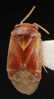 Hypseloecus amyemopsis, AMNH PBI00087194