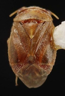 Hypseloecus amyemopsis, AMNH PBI00087195