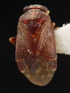 Hypseloecus amyemopsis, AMNH PBI00087196