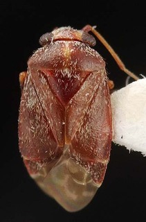 Hypseloecus amyemopsis, AMNH PBI00087197
