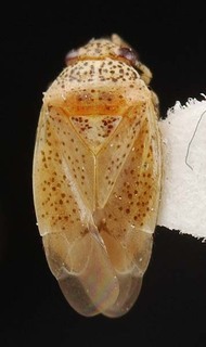 Melaleucoides leuropomae, AMNH PBI00087193