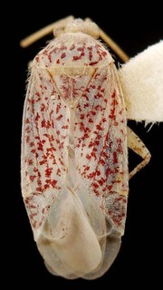 Wallabicoris ellae, AMNH PBI00087176