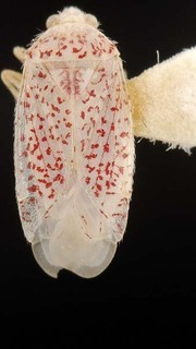 Wallabicoris ellae, AMNH PBI00087177