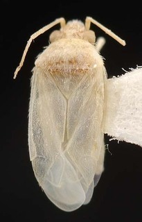 Wallabicoris lachnostachyos, AMNH PBI00087188