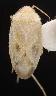 Wallabicoris paradicrastyli, AMNH PBI00087189