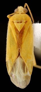 Wallabicoris waitzii, AMNH PBI00087154