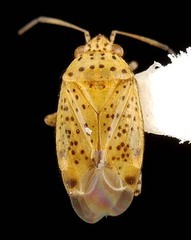 Melaleucoides micranthae, AMNH PBI00087320