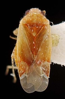 Ancoraphylus carolus, AMNH PBI00087274