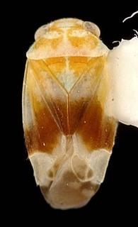Exocarpocoris tantulus, AMNH PBI00087322