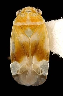 Exocarpocoris tantulus, AMNH PBI00087323