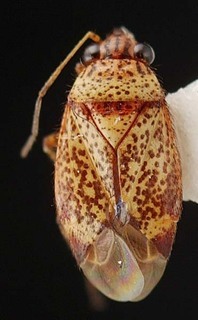 Melaleucoides beaufortiae, AMNH PBI00087248