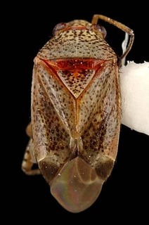 Melaleucoides leuropomae, AMNH PBI00087325