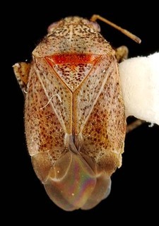 Melaleucoides leuropomae, AMNH PBI00087326