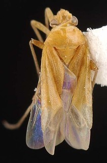 Melaleucoides similis, AMNH PBI00087307