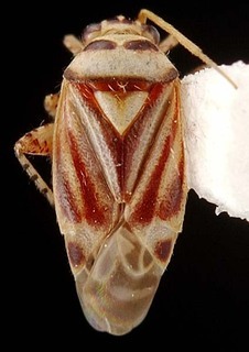 Melaleucoides undulatae, AMNH PBI00087275