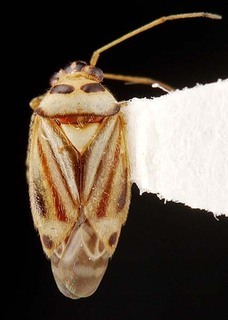 Melaleucoides undulatae, AMNH PBI00087276