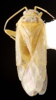 Wallabicoris prostantheri, AMNH PBI00087259