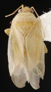 Wallabicoris prostantheri, AMNH PBI00087260