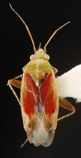 Wallabicoris pultenaei, AMNH PBI00087281