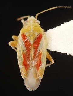 Wallabicoris pultenaei, AMNH PBI00087282