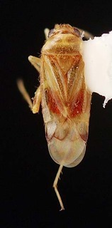 Xiphoidellus aureus, AMNH PBI00087251