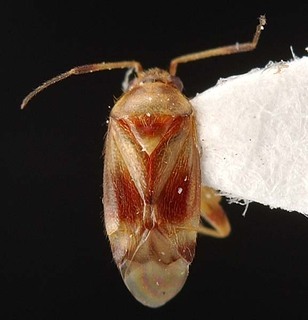 Xiphoidellus aureus, AMNH PBI00087255