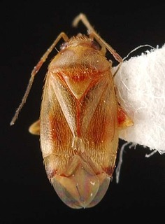 Xiphoidellus aureus, AMNH PBI00087256