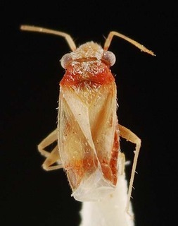 Aloea australis, AMNH PBI00095288