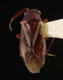 Druthmarus philippinensis, AMNH PBI00095292