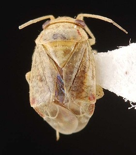 Hypseloecus amyemi, AMNH PBI00087409