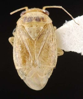 Hypseloecus amyemi, AMNH PBI00087410