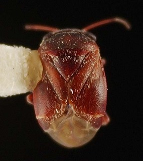 Hypseloecus deemingi, AMNH PBI00095293
