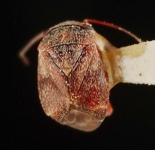 Hypseloecus deemingi, AMNH PBI00095294