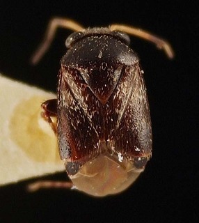 Hypseloecus maesta, AMNH PBI00095295