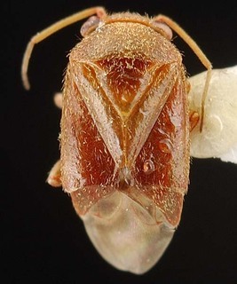 Hypseloecus metamyemi, AMNH PBI00087411