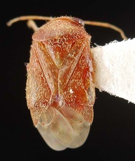Hypseloecus metamyemi, AMNH PBI00087412
