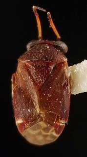 Hypseloecus morobe, AMNH PBI00095297