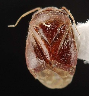 Hypseloecus paramyemi, AMNH PBI00087408