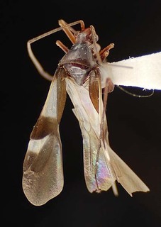 Leutiola mexicana, AMNH PBI00092762