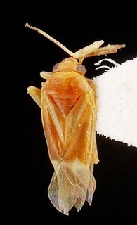 Melaleucoides akaina, AMNH PBI00087346