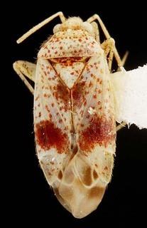 Wallabicoris spyridiellus, AMNH PBI00087342