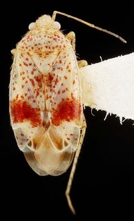 Wallabicoris spyridiellus, AMNH PBI00087343