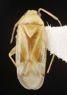 Xiphoidellus pallidus, AMNH PBI00087370