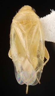Xiphoidellus pallidus, AMNH PBI00087371