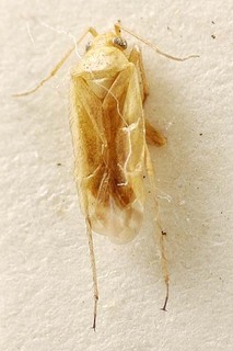 Acrotelus caspicus, AMNH PBI00095401