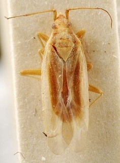 Amblytylus albidus, AMNH PBI00095410